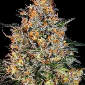 SEMILLA-A-GRANEL-BUBBBA-KUSH-FEMINIZADA