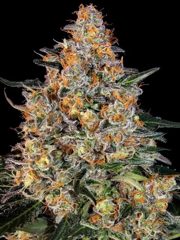 SEMILLA-A-GRANEL-BUBBBA-KUSH-FEMINIZADA