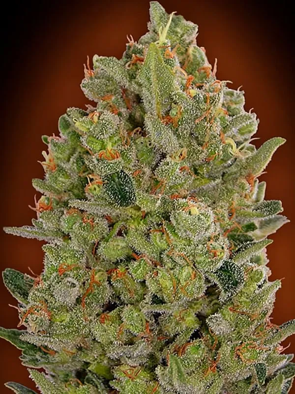 CHEEESE-FEMINIZADA-GRANEL