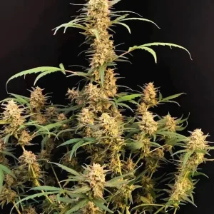 semilla-granel-critical-auto