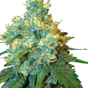 SEMILLA-GRANEL-JACK-HERER-FEMINIZADA