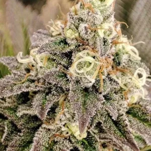 semilla-granel-tangie-feminizada