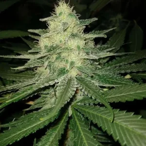 semilla-granel-ak-47-automatica