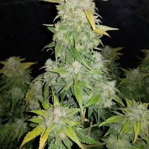 semilla-granel-amnesia-haze-auto