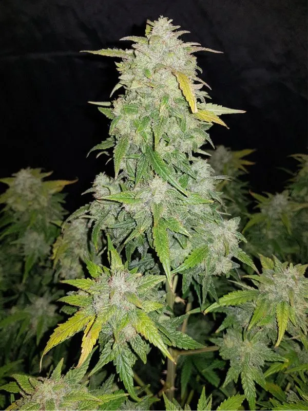 semilla-granel-amnesia-haze-auto