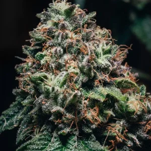 semilla-granel-amnesia-haze-feminizada