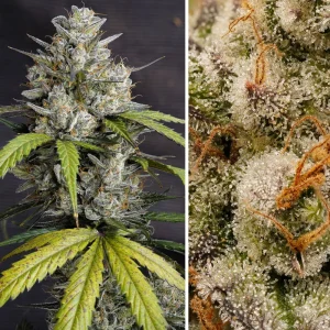 Semillas auto melonade runtz