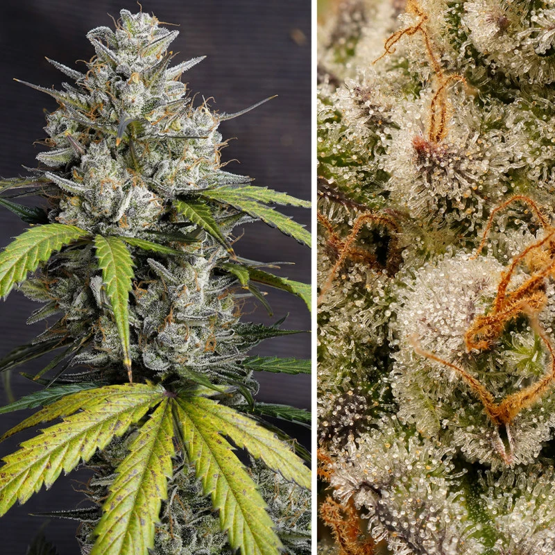 Semillas auto melonade runtz