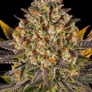 semillas banana punch