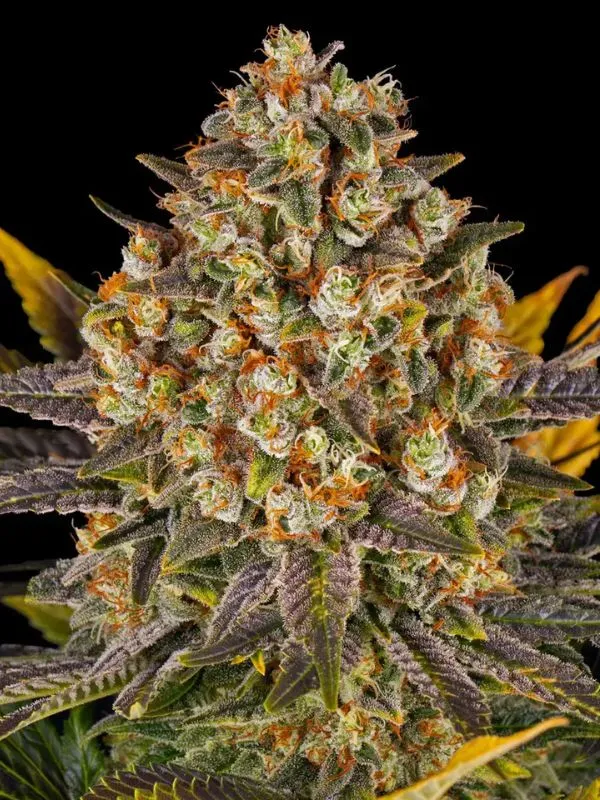 semillas banana punch