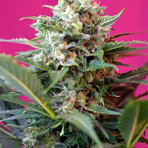 semilla-granel-big-devil-xl-automatica