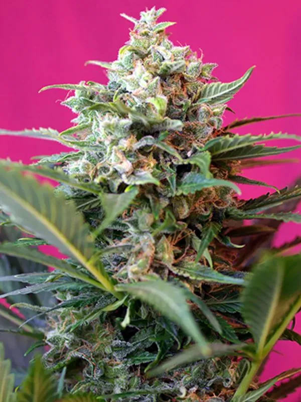 semilla-granel-big-devil-xl-automatica