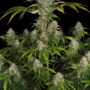 semilla-granel-black-domina-feminizada