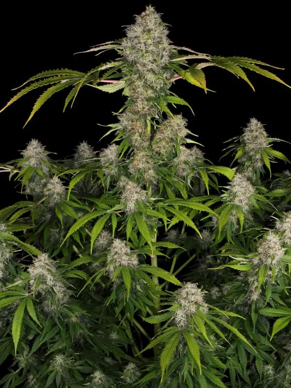 semilla-granel-black-domina-feminizada