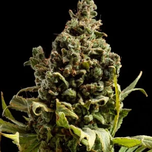 semilla-granel-blueberry-automatica