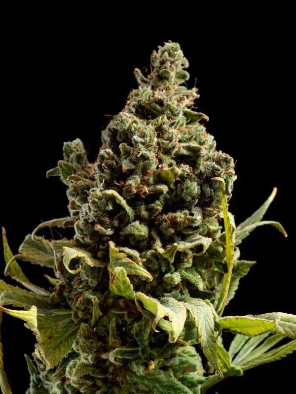 semilla-granel-blueberry-automatica