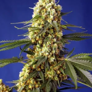 semilla-granel-bruce-banner-automatica