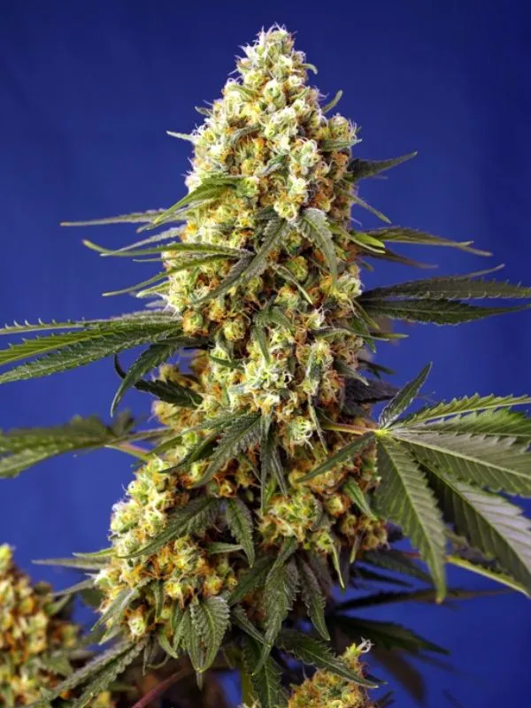 semilla-granel-bruce-banner-automatica