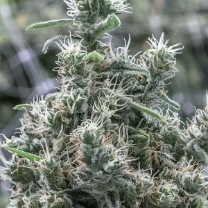 semilla-granel-cannatonic-feminizada