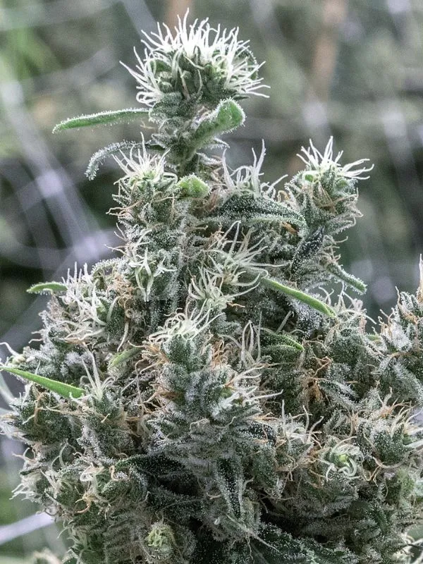 semilla-granel-cannatonic-feminizada