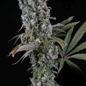 semilla-granel-cheese-automatica