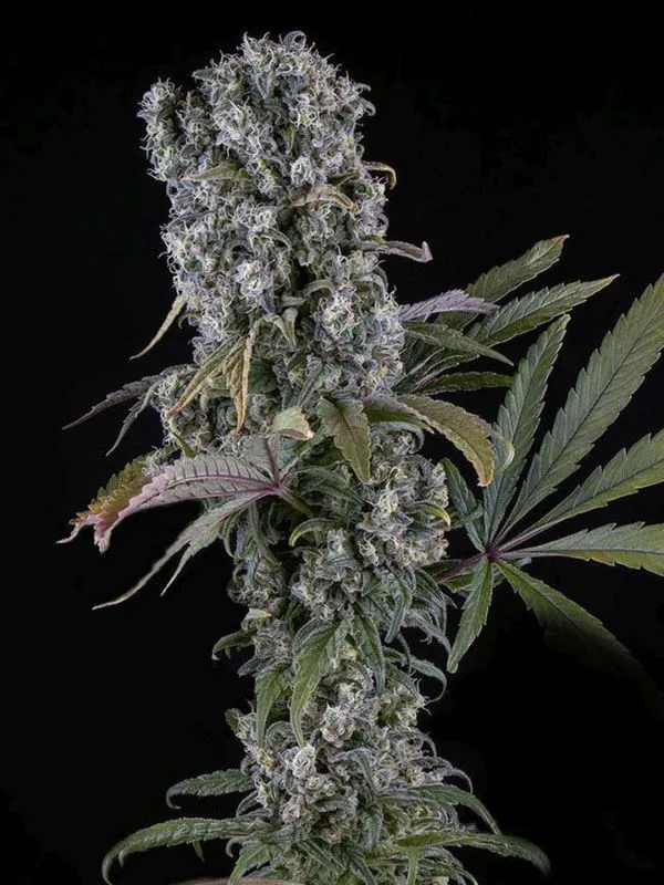 semilla-granel-cheese-automatica