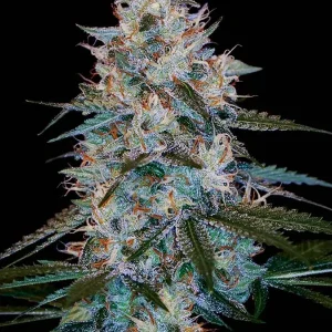 semilla-granel-chocolope-feminizada