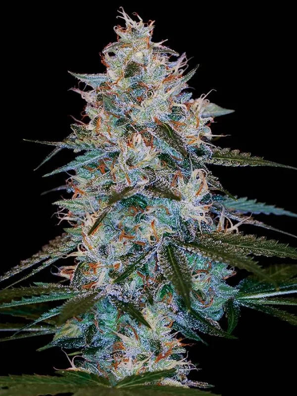 semilla-granel-chocolope-feminizada