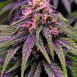 semilla-granel-cream-caramel-feminizada