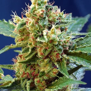 semilla-granel-cream-caramel-automatica