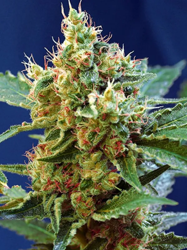 semilla-granel-cream-caramel-automatica