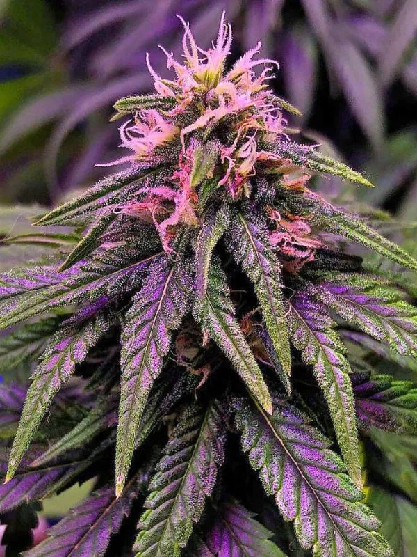 semilla-granel-cream-caramel-feminizada