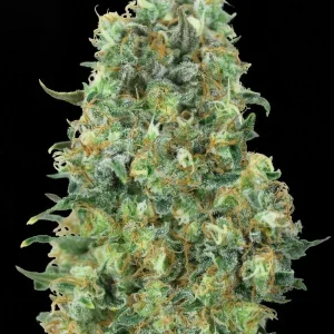 semilla-granel-critical-feminizada