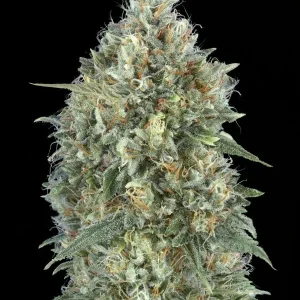 semilla-granel-gelato-auto