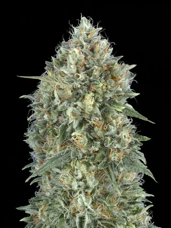 semilla-granel-gelato-auto