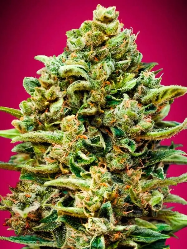 semilla-granel-gelato-feminizada