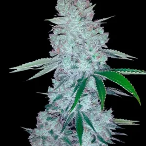 semilla-granel-gorilla-glue-feminizada