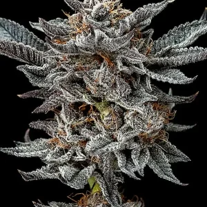 semilla-granel-gorilla-glue-automatica