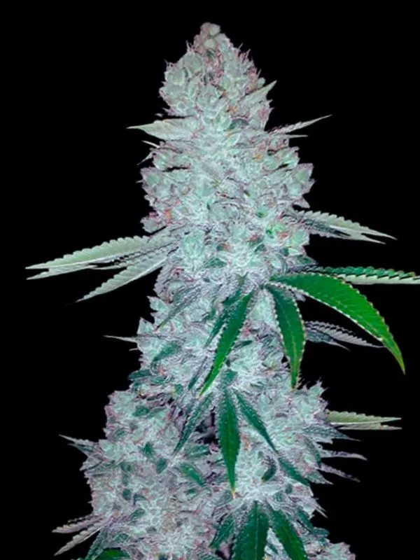 semilla-granel-gorilla-glue-feminizada