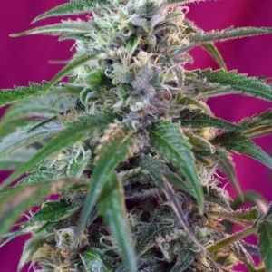 semilla-granel-green-poison-feminizada