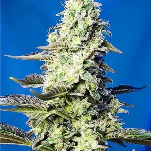 semilla-granel-green-poison-automatica