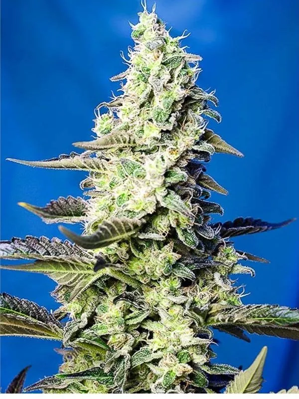 semilla-granel-green-poison-automatica