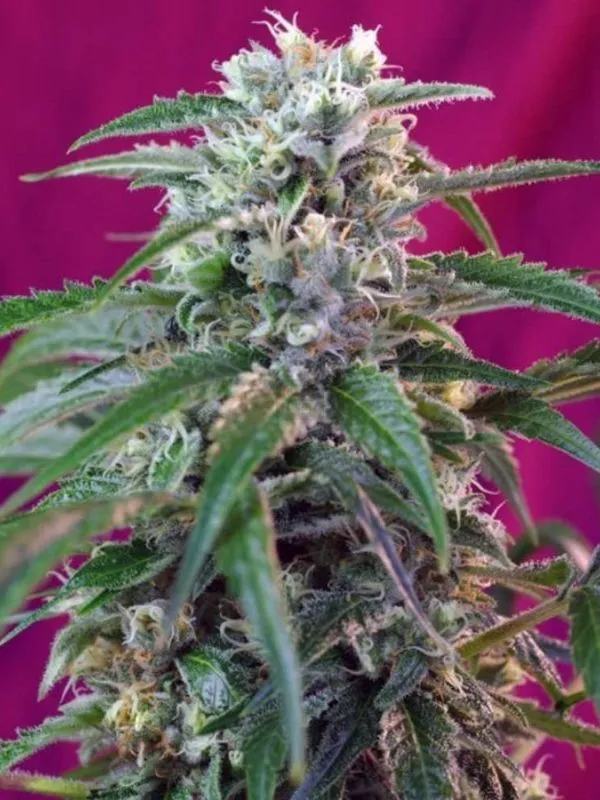 semilla-granel-green-poison-feminizada