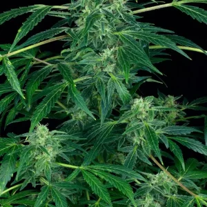 semilla-granel-jack-herer-automatica