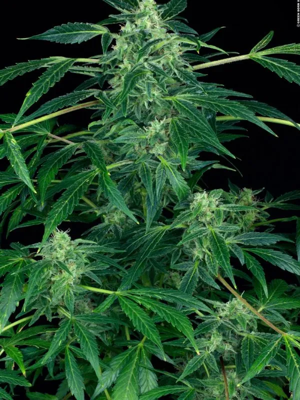 semilla-granel-jack-herer-automatica