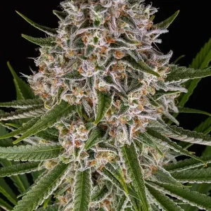 semilla-granel-lemon-haze-automatica