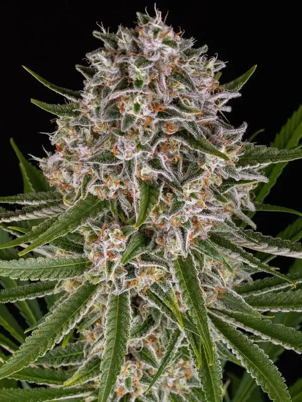 semilla-granel-lemon-haze-automatica