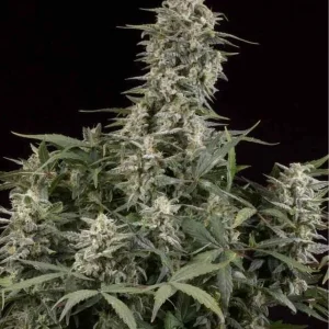 semilla-granel-magnum-automatica