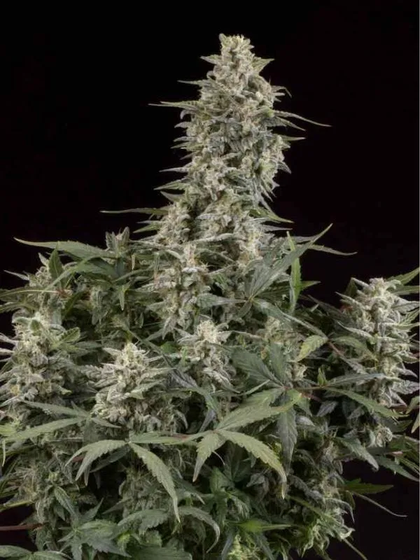 semilla-granel-magnum-automatica