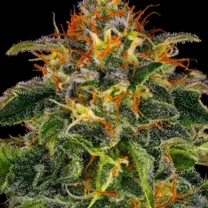 semilla-granel-moby-dick-feminizada